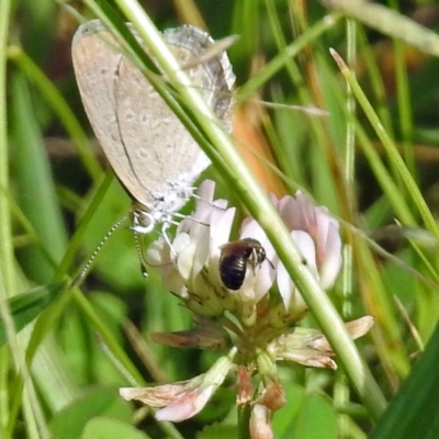 Ceratina (Neoceratina) australensis at Gordon, ACT - 30 Jan 2019 by RodDeb