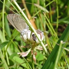 Apiformes (informal group) at Gordon, ACT - 31 Jan 2019 10:10 AM