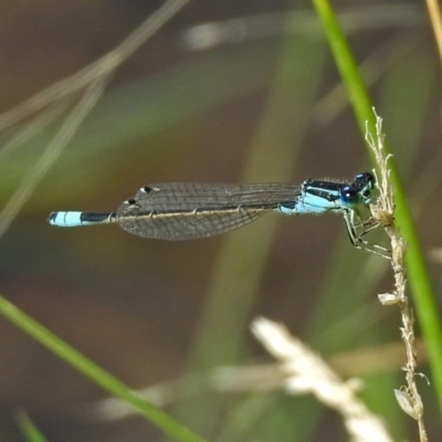 Ischnura heterosticta (Common Bluetail Damselfly) at Gordon, ACT - 31 Jan 2019 by RodDeb