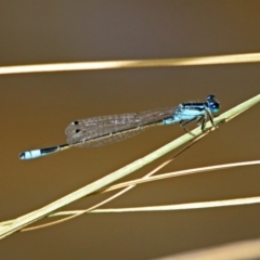 Ischnura heterosticta at Gordon, ACT - 31 Jan 2019 10:03 AM