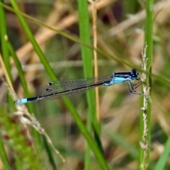 Ischnura heterosticta at Gordon, ACT - 31 Jan 2019