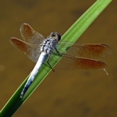 Orthetrum caledonicum (Blue Skimmer) at Gordon, ACT - 31 Jan 2019 by RodDeb