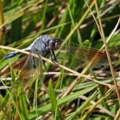 Orthetrum caledonicum at Gordon, ACT - 31 Jan 2019