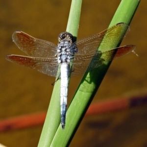 Orthetrum caledonicum at Gordon, ACT - 31 Jan 2019 10:21 AM