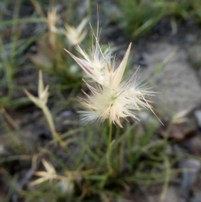 Rytidosperma sp. (Wallaby Grass) at Googong, NSW - 3 Jan 2019 by Wandiyali