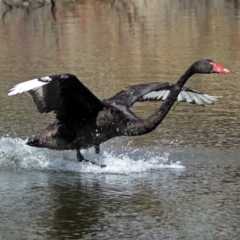 Cygnus atratus (Black Swan) at Gordon, ACT - 31 Jan 2019 by RodDeb