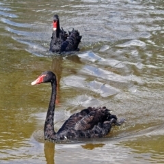 Cygnus atratus at Gordon, ACT - 31 Jan 2019 10:16 AM