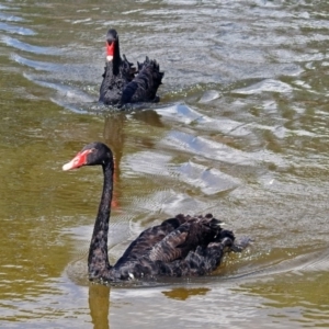 Cygnus atratus at Gordon, ACT - 31 Jan 2019 10:16 AM