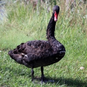 Cygnus atratus at Gordon, ACT - 31 Jan 2019 10:16 AM