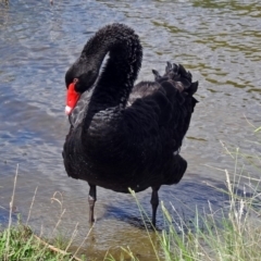 Cygnus atratus at Gordon, ACT - 31 Jan 2019 10:16 AM