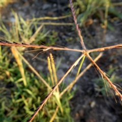 Chloris truncata (Windmill Grass) at Googong, NSW - 3 Jan 2019 by Wandiyali