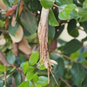 Metura elongatus at Chapman, ACT - 28 Dec 2018