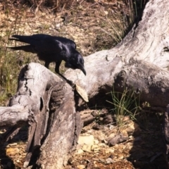 Corvus coronoides (Australian Raven) at Mulligans Flat - 3 Nov 2018 by GlennMcMellon