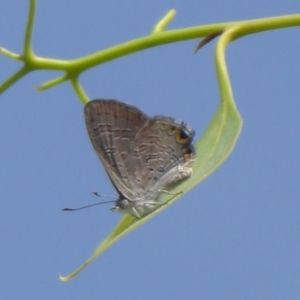 Acrodipsas myrmecophila at suppressed - 31 Jan 2019