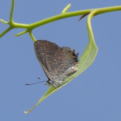 Acrodipsas myrmecophila (Small Ant-blue Butterfly) at Symonston, ACT - 30 Jan 2019 by Christine