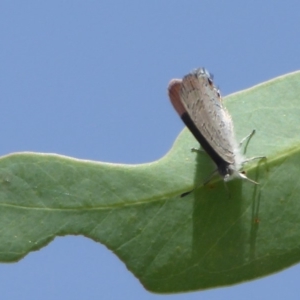 Acrodipsas myrmecophila at suppressed - 31 Jan 2019