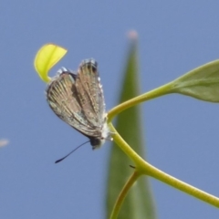 Acrodipsas myrmecophila at suppressed - 31 Jan 2019