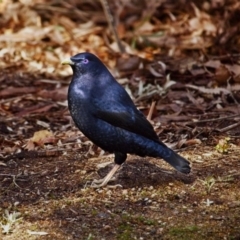 Ptilonorhynchus violaceus (Satin Bowerbird) at Acton, ACT - 6 Oct 2018 by GlennMcMellon