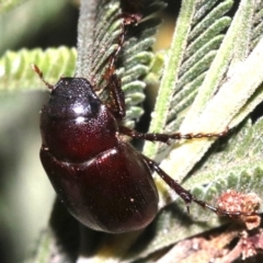 Melolonthinae (subfamily) (Cockchafer) at Majura, ACT - 30 Jan 2019 by jb2602