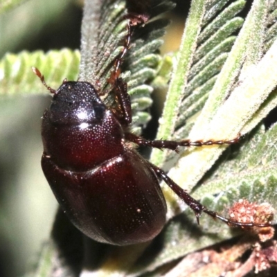 Melolonthinae sp. (subfamily) (Cockchafer) at Mount Ainslie - 30 Jan 2019 by jbromilow50