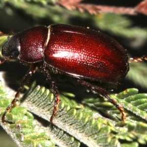 Melolonthinae (subfamily) at Majura, ACT - 30 Jan 2019 09:19 PM