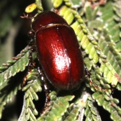 Melolonthinae (subfamily) at Majura, ACT - 30 Jan 2019 09:19 PM