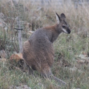 Notamacropus rufogriseus at Gundaroo, NSW - 7 Nov 2018 08:17 AM