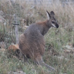 Notamacropus rufogriseus (Red-necked Wallaby) at Gundaroo, NSW - 6 Nov 2018 by Gunyijan