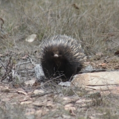 Tachyglossus aculeatus (Short-beaked Echidna) at Gundaroo, NSW - 8 Nov 2018 by Gunyijan