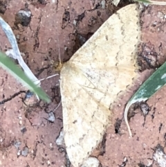 Scopula rubraria (Reddish Wave, Plantain Moth) at Monash, ACT - 31 Jan 2019 by jackQ