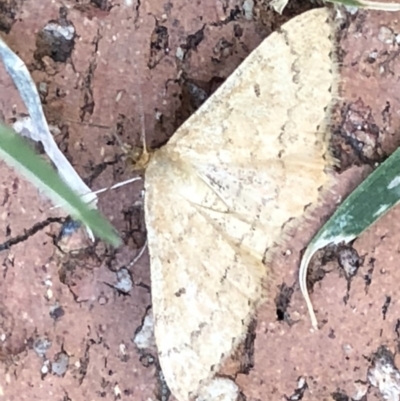 Scopula rubraria (Reddish Wave, Plantain Moth) at Monash, ACT - 31 Jan 2019 by jackQ