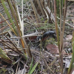 Pseudechis porphyriacus at Gundaroo, NSW - 8 Nov 2018