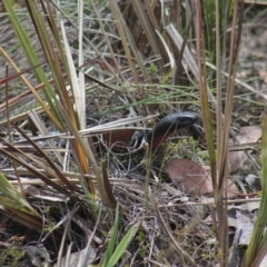 Pseudechis porphyriacus (Red-bellied Black Snake) at Gundaroo, NSW - 8 Nov 2018 by Gunyijan