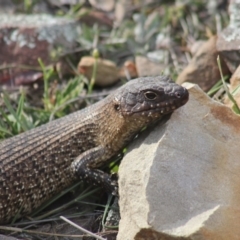 Egernia cunninghami (Cunningham's Skink) at Gundaroo, NSW - 9 Nov 2018 by Gunyijan