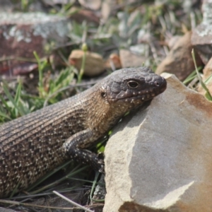 Egernia cunninghami at Gundaroo, NSW - 9 Nov 2018 05:59 PM