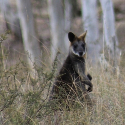 Wallabia bicolor (Swamp Wallaby) at Gundaroo, NSW - 1 Sep 2018 by Gunyijan