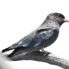 Eurystomus orientalis (Dollarbird) at Hall, ACT - 31 Jan 2019 by JohnBundock