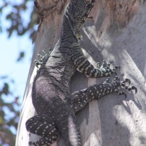 Varanus varius at Gundaroo, NSW - suppressed