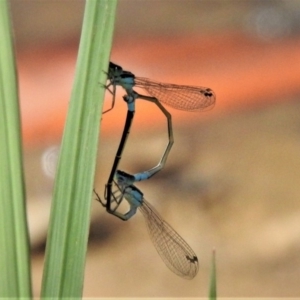 Ischnura heterosticta at Hall, ACT - 31 Jan 2019