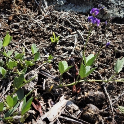 Glycine sp. at Theodore, ACT - 30 Jan 2019 by JohnBundock