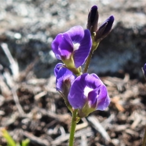 Glycine sp. at Theodore, ACT - 30 Jan 2019