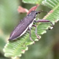 Rhinotia phoenicoptera (Belid weevil) at Majura, ACT - 27 Jan 2019 by jbromilow50