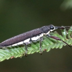 Rhinotia phoenicoptera at Majura, ACT - 27 Jan 2019