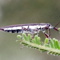 Rhinotia phoenicoptera at Majura, ACT - 27 Jan 2019 08:06 AM