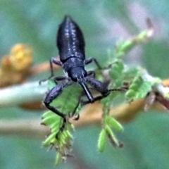 Rhinotia sp. (genus) (Unidentified Rhinotia weevil) at Majura, ACT - 27 Jan 2019 by jb2602