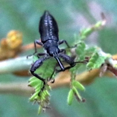 Rhinotia sp. (genus) (Unidentified Rhinotia weevil) at Mount Ainslie - 26 Jan 2019 by jb2602