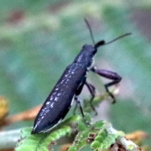 Rhinotia sp. (genus) at Majura, ACT - 27 Jan 2019