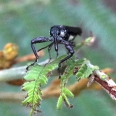 Rhinotia sp. (genus) at Majura, ACT - 27 Jan 2019