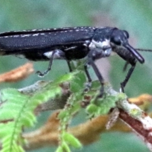 Rhinotia sp. (genus) at Majura, ACT - 27 Jan 2019 07:57 AM
