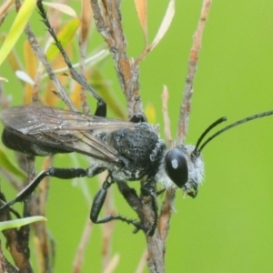 Sphecinae sp. (subfamily) at Nimmo, NSW - 30 Jan 2019